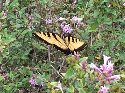 Tigerswallowtail
