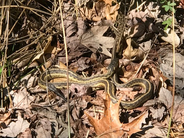 garter snake.jpg